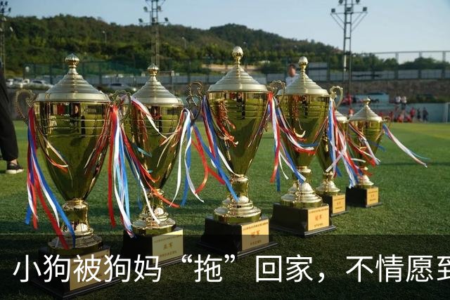 小狗被狗妈“拖”回家，不情愿到连爪子都在控诉：我还要玩！
